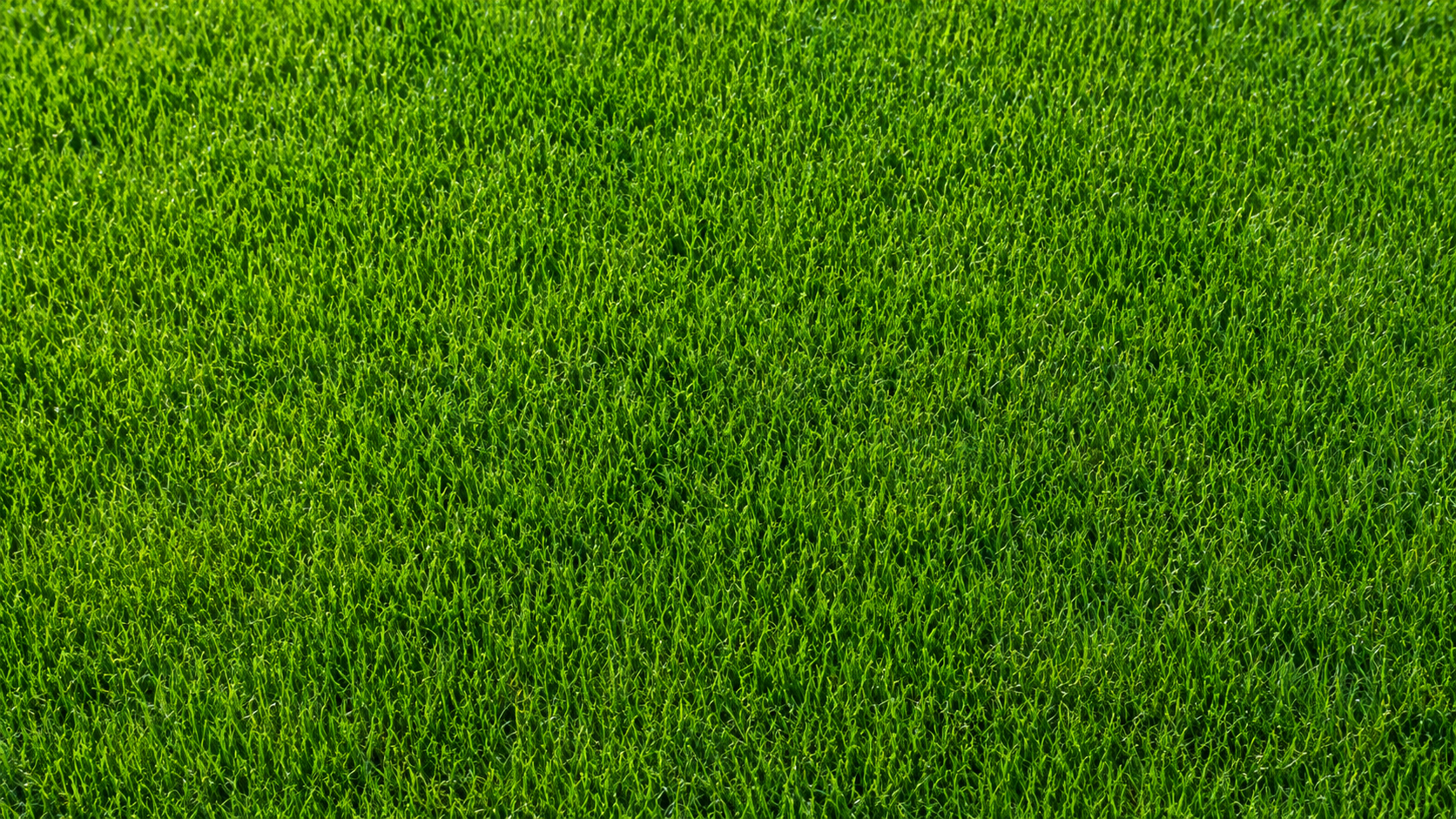 Fresh green grass background